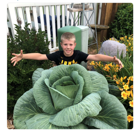 A boy sat behind a giant cabbage