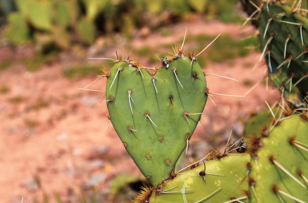 A close up of a cactus leaf