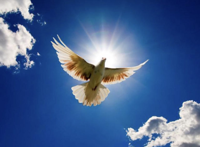 A dove, viewed from underneath, with its wings unfurled against the blue sky