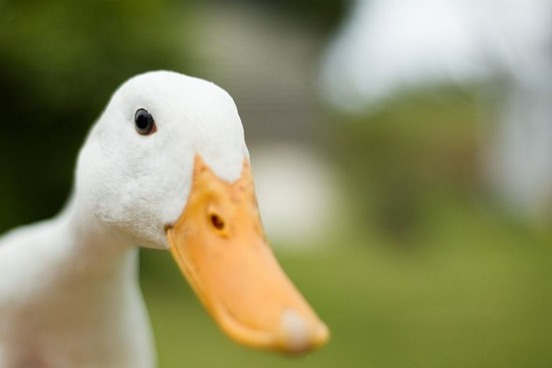 a head view of a white duck with orange beak