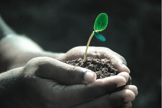 Two hands holding a seedling