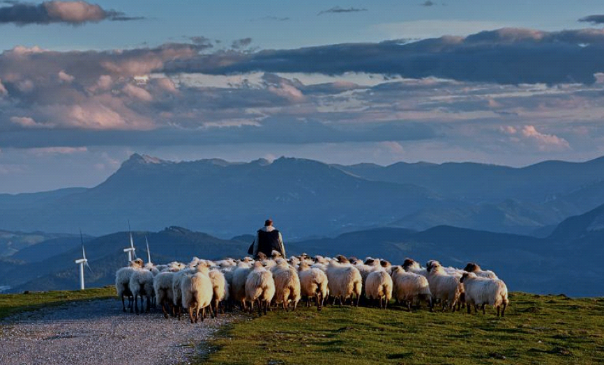 A shepherd with a herd of fsheep following him. In the background is a mountain range.